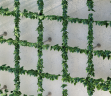 Green Wall